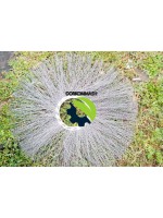 Щеточный диск беспроставочный 180x550 в г. Сухой Лог